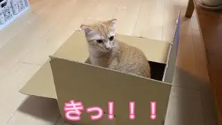 ノワくんとずっとすれ違うミエルちゃん