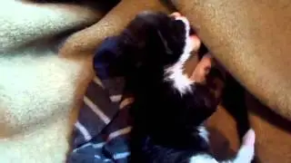Rainkitten