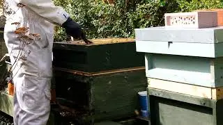 urban bee's 25