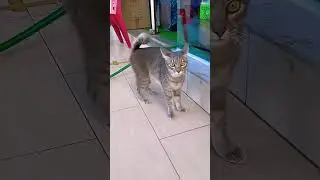 # I am a cat lover. I find peace of mind wherever I see them.😻❤️#