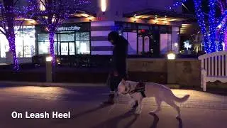 Reactive German Shepherd &ldquo;Stella&rdquo; l Behavior Modification l OLK9 Detroit