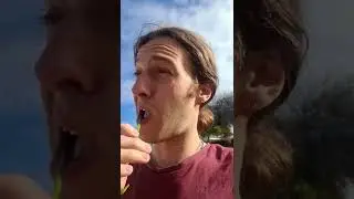 sour grass