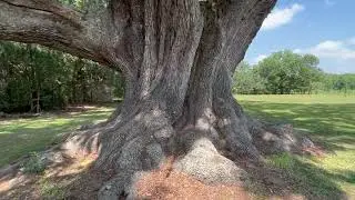 Cellon Live Oak  Florida Champion Tree  Quercus virginiana  #oak   #liveoak #trees