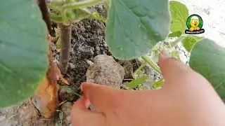 pet şişe serum seti ile süs kabağı damlama sistemi nasıl yapılır