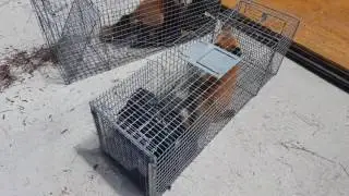 Trapped 2 Foxes terrorizing a lady's backyard in Atlanta Georgia