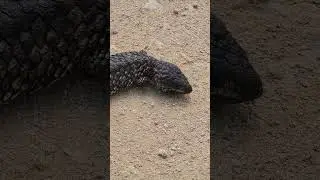 When Endemic Of Australia Shingleback lizards, cross your path.