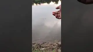 How to catch fish simply.#fishing #tilapia #how #easy