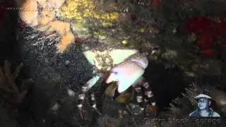 Stone Crab Giving Birth 04 Revere