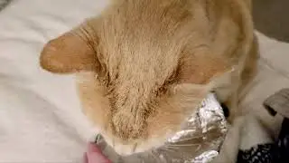 Cat Ear Twitch When Drinking