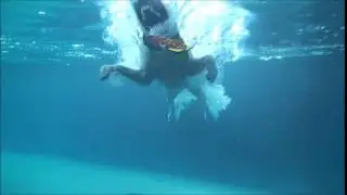 Labrador Retriever Keeper jumps in pool & dives underwater for dog toy toypedo rocket - slow motion