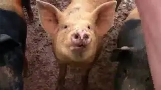 Happy pigs eating apples