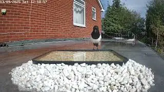 Magpie bathing, 13th September 2025