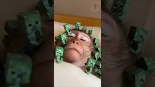Baby Monkey Wake-Up Call with a Creeper?😮😂 #funny #monkey #shorts #minecraft