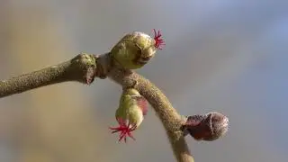 Corylus avellana