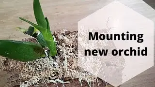 Mounting orchids on cork bark; Mounted Orchids Care #mountedorchids #repottingorchids