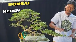 Cek Harga Bonsai Siap Pajang