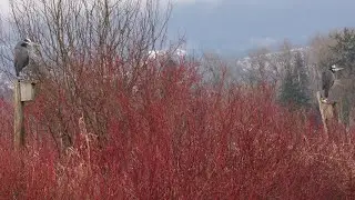 2018-02.27 Mary Hill Lane-Pumphouse Trail-PoCo Trail#14Km+添2
