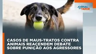 Casos de maus-tratos contra animais reacendem debate sobre punição aos agressores