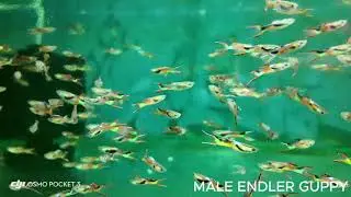 Male Endler Guppy (L)