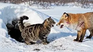 #capcut #animation #cat #cartoon #animationshorts #cinematic #funny
