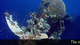 The Under water life: 
