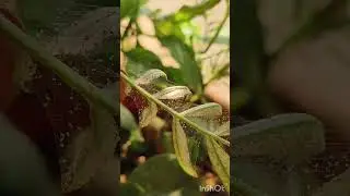 Garden problems # letters leaves and lines #youtubeshorts #shorts#