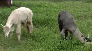 Maybury Farms on Live In The D