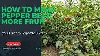 How To Make Pepper Bear More Fruit [ Complete Guide ]