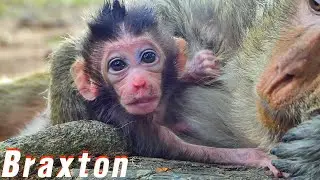 Look Eyes Braton Newborn Monkey is Problems it's like to Bruise | MONKEY-10K