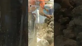 hardscape marine tank #seascapes #marinefish #fishaquarium #viralvideo