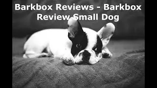 Barkbox Reviews - Barkbox Review Small Dog