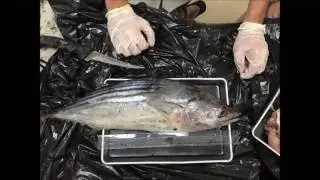Comparative analysis of the anatomy of Pelagic fish and Benthic fish in the Panama coasts