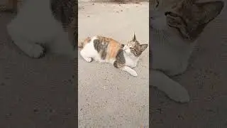 Cute Cat😻 #cats #cat #catvideos #trending #viral #shorts #reels #love #fyp #funny #short #short #usa