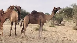Camel in desert exited for romance | camel fun moments in forest| camel of sindh, pakistan