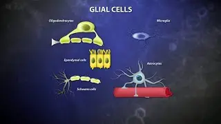 Neurotransmitters, the Brain, and Addiction   Biochemistry and Molecular Biology  How Life Works