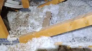 Infestation de Rongeurs dans les Combles : Des Tunnels et Excréments Abondants !