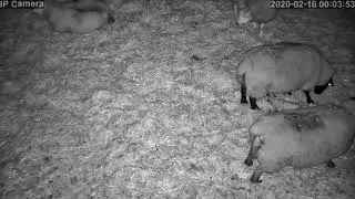 Livestock Eye 4g Sim Dome Lambing Shed PTZ Camera