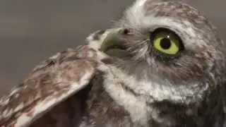 Burrowing Owl Field Research