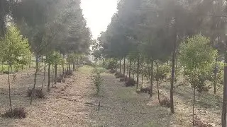 चंदन की खेती कैसे करें  संपूर्ण जानकारी पौधा कितनेवका आयेगा और पेड़ कितनेवका बिकेगा पहले रिजल्ट देखो