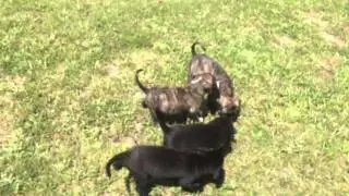 Puppies!