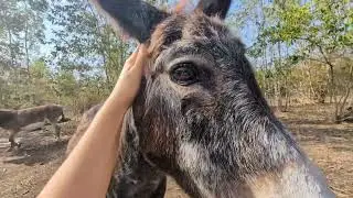 Donkey Arrivals!