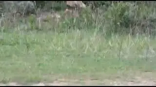 *Outstanding wildlife footage* from Masinagudi Village, Tamil Nadu.