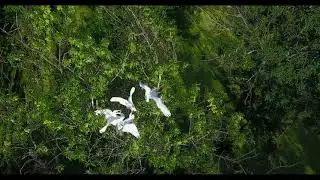 Nesting Great Egrets #3