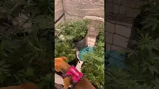 How do you like to train your plants??