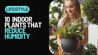 🌿 Green Dehumidifiers 🌿 10 Indoor Plants That Naturally REDUCE HUMIDITY