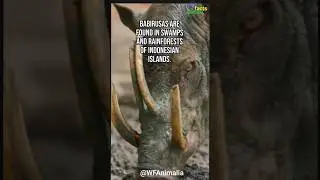 Babirusa in Indonesia | World Facts Animalia #shorts #worldfactsanimalia #babirusa
