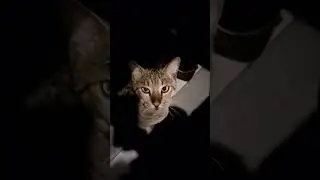 scary cat 