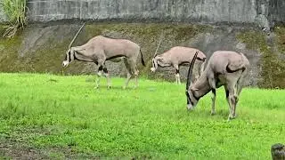 東非劍羚Beisa Oryx/Taipei Zoo 