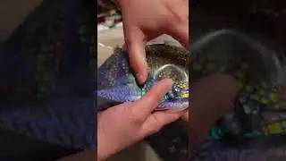 Coatings By Sandberg (CBS) dicro glass order unboxing