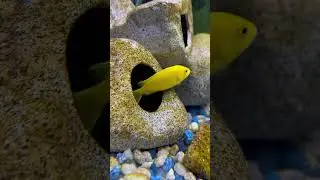 Yellow lab cichlid #aquariumfish #fish #africancichlids #cute #mbuna